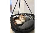 Adopt Lorelei a Domestic Shorthair / Mixed (short coat) cat in Dalton