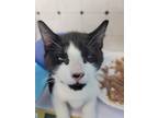 Adopt Lunar a Black & White or Tuxedo Domestic Shorthair (short coat) cat in