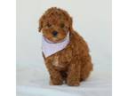 Cavapoo Puppy for sale in Lititz, PA, USA