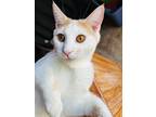 Adopt Ronnie a White Domestic Mediumhair (short coat) cat in Dallas