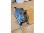 Adopt Timothy a Spotted Tabby/Leopard Spotted Domestic Shorthair / Mixed cat in