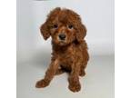 Poodle (Toy) Puppy for sale in Fontana, CA, USA