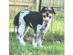 Adopt LadyBug a Black - with White German Wirehaired Pointer / Terrier (Unknown