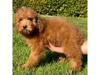 RED MINI Goldendoodle Pup