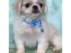 Pekingese Puppy for sale in Sarasota, FL, USA