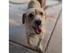 Adopt Star a Terrier (Unknown Type, Medium) / Mixed dog in Vail, AZ (38662383)