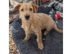 Adopt Stars Baby - Aster a Terrier (Unknown Type, Medium) dog in Vail