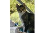 Adopt Mia a Domestic Shorthair / Mixed (short coat) cat in Crystal Lake