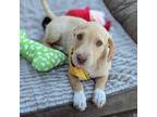 Adopt Stars Baby - Luna a Terrier (Unknown Type, Medium) dog in Vail