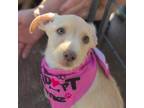 Adopt Stars Baby - Donati a Terrier (Unknown Type, Medium) dog in Vail