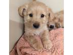 Adopt Stars Baby - Orion a Terrier (Unknown Type, Medium) dog in Vail