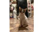 Adopt Llorona a Domestic Mediumhair / Mixed cat in San Antonio, TX (38804773)
