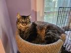 Adopt Sage a Brown Tabby Domestic Longhair / Mixed cat in Phillipsburg