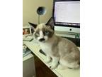 Adopt Chubby a Domestic Shorthair / Mixed cat in Salt Lake City, UT (38831072)