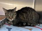 Adopt 2307-0760 Gus a Brown Tabby Domestic Shorthair / Mixed (short coat) cat in
