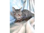 Adopt Trooper a Domestic Shorthair / Mixed (short coat) cat in Metter