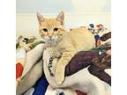 Adopt Nacho a Domestic Shorthair / Mixed (short coat) cat in Sunrise Beach