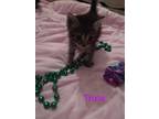 Adopt Trixie a Domestic Shorthair / Mixed (short coat) cat in San Jacinto