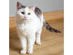 Adopt Agatha C15955 a Domestic Short Hair