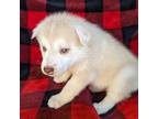 Siberian Husky Puppy for sale in Antrim, NH, USA