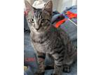 Adopt Levi (FCID# 07/03/2023 - 10 Brookhaven PS) C a Gray or Blue Domestic