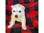 Siberian Husky Puppy for sale in Antrim, NH, USA