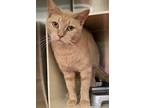 Adopt Butter Bean a Domestic Shorthair / Mixed (short coat) cat in Vineland