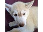 Siberian Husky Puppy for sale in Antrim, NH, USA