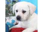 Labrador Retriever Puppy for sale in Denver, PA, USA