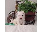 Maltese Puppy for sale in Spencerville, IN, USA