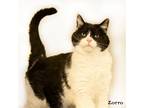 Adopt Zorro a Black & White or Tuxedo Domestic Shorthair / Mixed cat in Hot