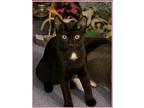 Adopt Raven (FCID# 06/19/2023 - 29 Brookhaven Foster) C a Black (Mostly)