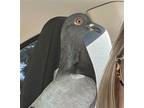 Adopt Applejack a Pigeon bird in San Francisco, CA (38842060)