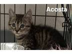 Adopt Acosta a Brown Tabby Domestic Shorthair / Mixed (short coat) cat in