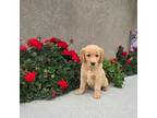 Golden Retriever Puppy for sale in Lodi, CA, USA