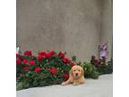 Golden Retriever Puppy for sale in Lodi, CA, USA