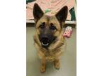 Adopt Osa a German Shepherd Dog, Mixed Breed