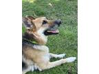 Adopt Rex a German Shepherd Dog / Mixed dog in San Diego, CA (38634170)