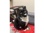 Adopt Bombay a Domestic Shorthair / Mixed cat in Concord, NH (38824976)