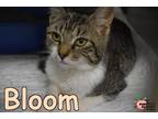 Adopt Bloom a Domestic Shorthair / Mixed (short coat) cat in Douglasville