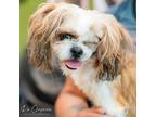 Adopt Winky a Tan/Yellow/Fawn Shih Tzu / Mixed dog in Houston, TX (38768564)