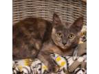 Adopt Bethany a Tortoiseshell Domestic Shorthair / Mixed cat in Leesburg
