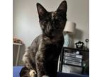 Adopt Everything Nice a Domestic Shorthair / Mixed cat in Potomac, MD (38841922)