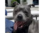 Adopt Nico a Staffordshire Bull Terrier / Mixed dog in Acworth, GA (38606032)