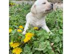 Labrador Retriever Puppy for sale in Amherst, VA, USA