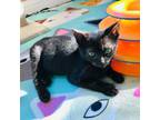 Adopt GREMLIN a All Black Domestic Shorthair / Mixed cat in Pt.