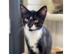 Adopt Angelicat a Domestic Shorthair / Mixed cat in Rocky Mount, VA (38760900)