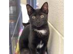 Adopt Royal a Domestic Shorthair / Mixed cat in Rocky Mount, VA (38760891)