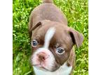 Boston Terrier Puppy for sale in Oakland, OR, USA