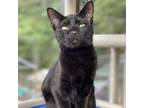 Adopt Bacon a Domestic Shorthair / Mixed cat in Rocky Mount, VA (38734695)